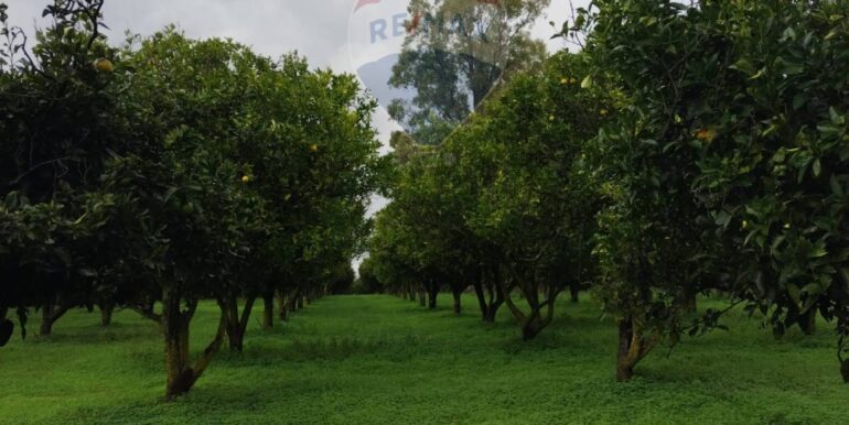 2025110985215-934781-12