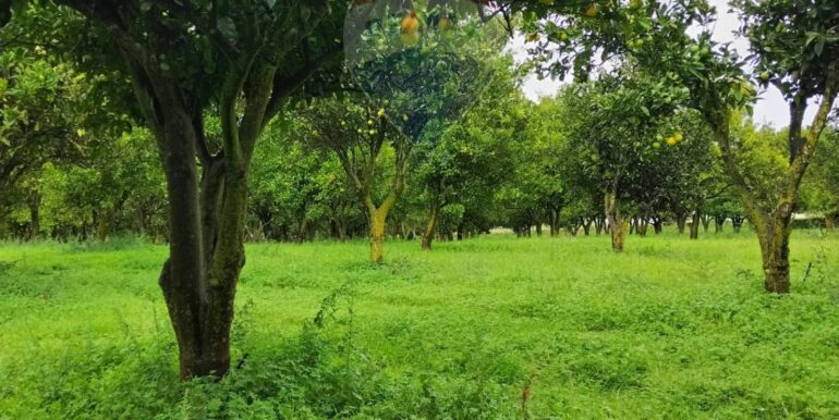 2025110985240-934781-20