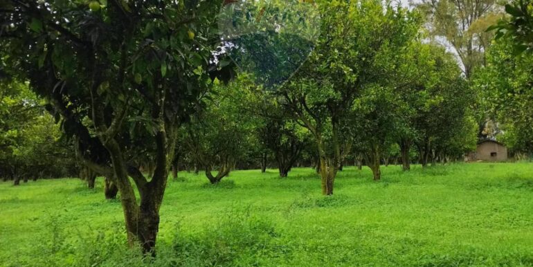 2025110985244-934781-21