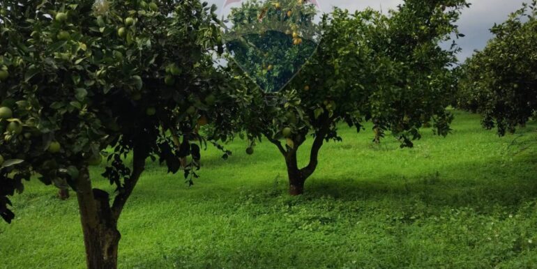 2025110985247-934781-22