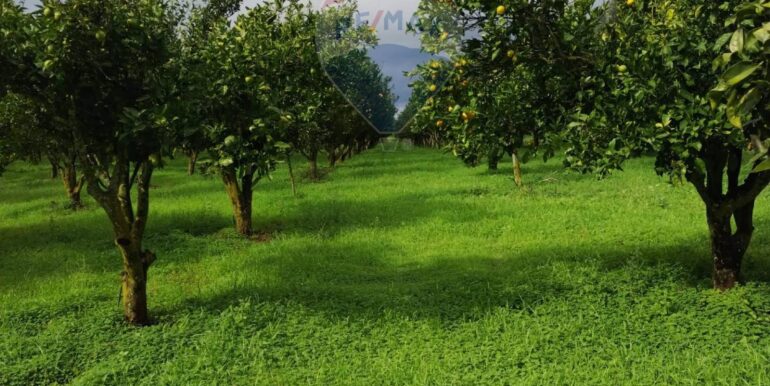 2025110985250-934781-23