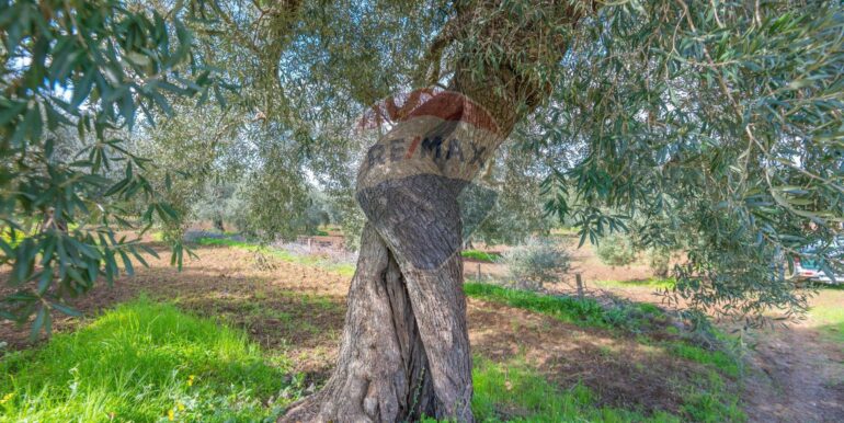 2025111300428-1000273-4