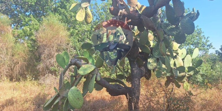 20251113104101-1000524-14