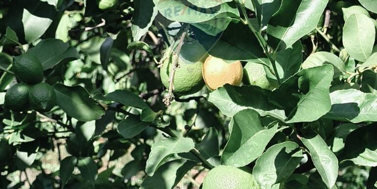 20251113163539-999281-12