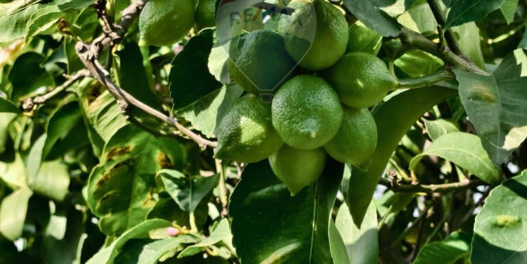 20251114181525-999731-17