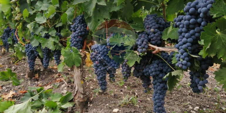 20251119224252-863699-2