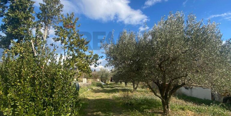 20240201113828-826773-1