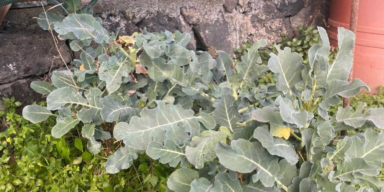 20240201113843-826773-7