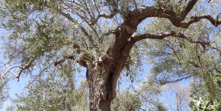 20240724201853-878724-8