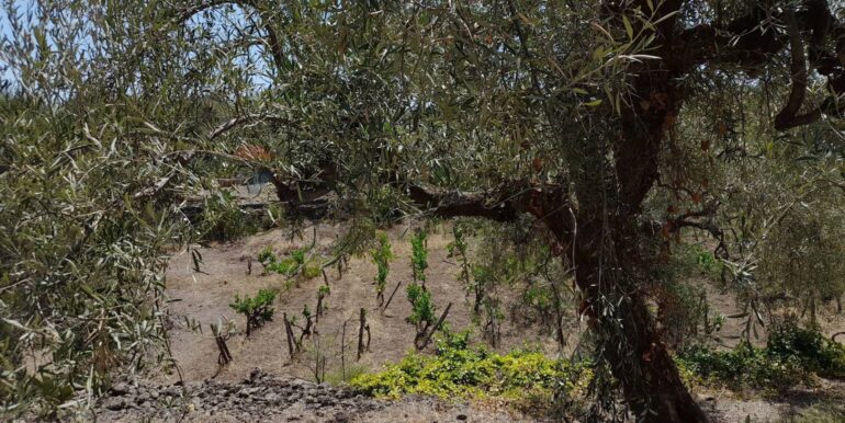 20240724201857-878724-10