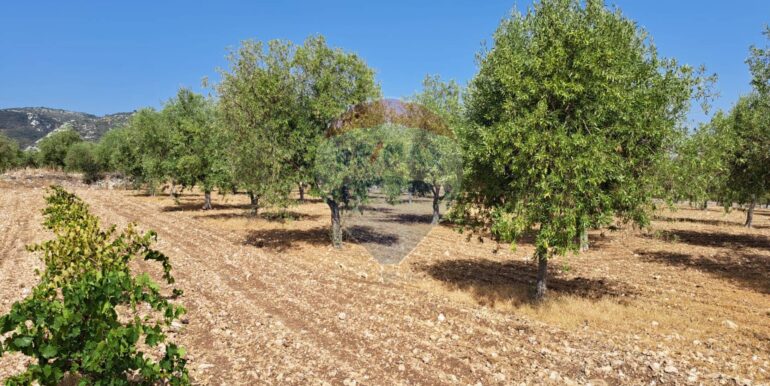 20241206113759-910057-2