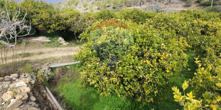 20250119200227-920519-2