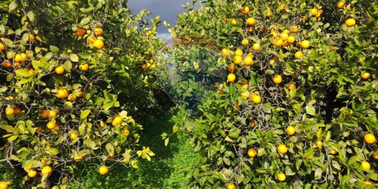 20250119200235-920519-4