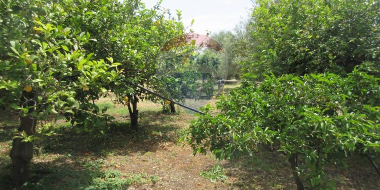 2025062481947-959999-5