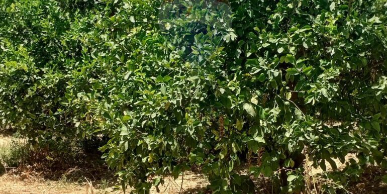 20250806135636-973365-11