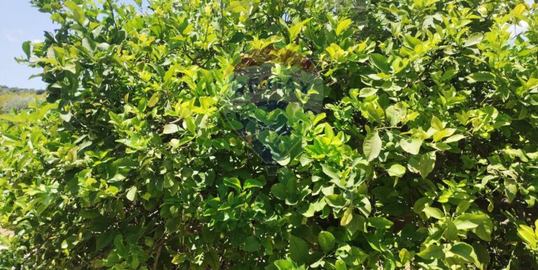 20250806135935-973365-19