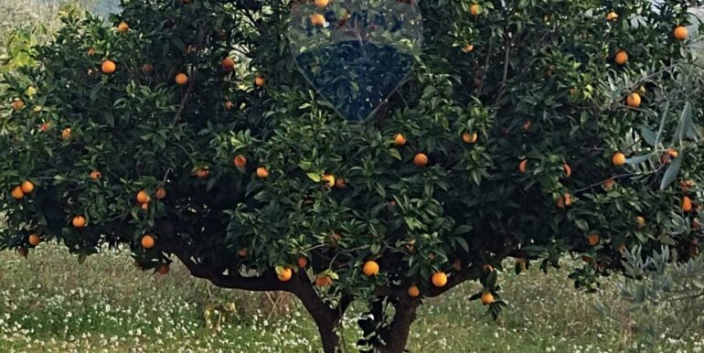 2025111875544-1001313-6