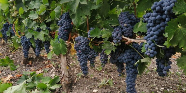 20251119224252-863699-2