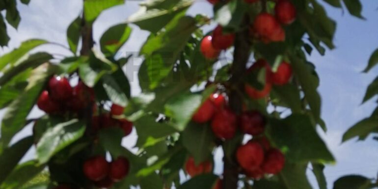 20251119224258-863699-4