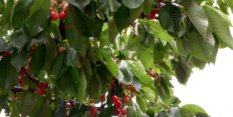 20251119224310-863699-8