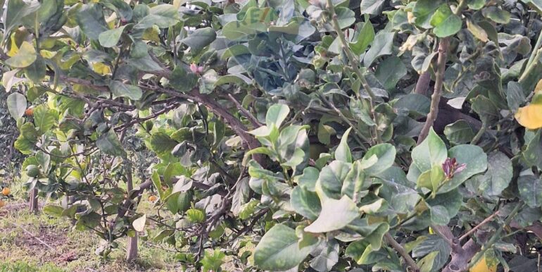 20251127181630-1004217-13