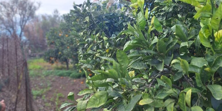 20251127181654-1004217-18