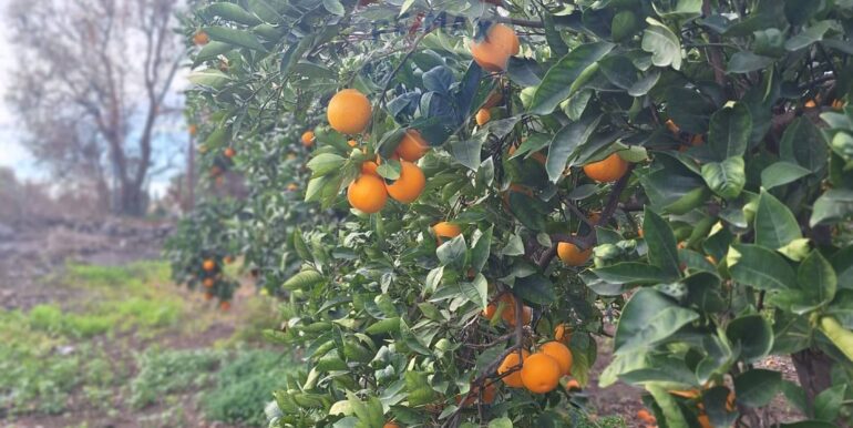 20251127181657-1004217-19