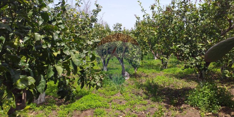 2025112883435-1004246-0