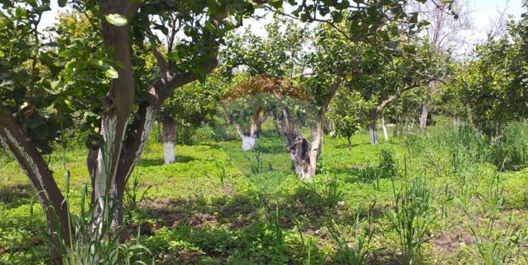 2025112883436-1004246-1