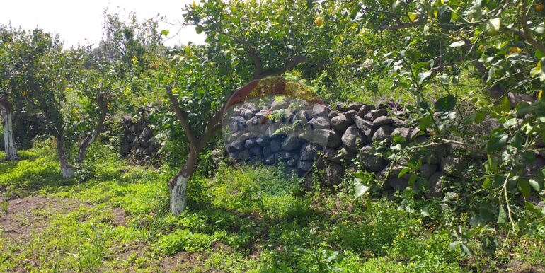 2025112883436-1004246-2