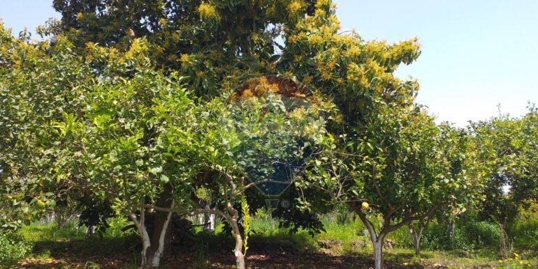 2025112883437-1004246-3