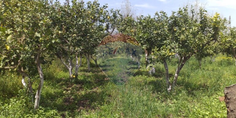 2025112883437-1004246-4