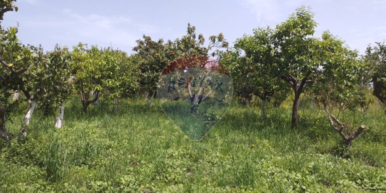 2025112883437-1004246-5