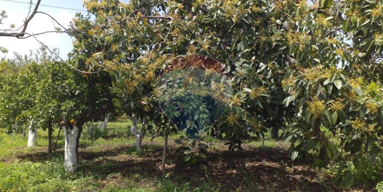 2025112883438-1004246-7