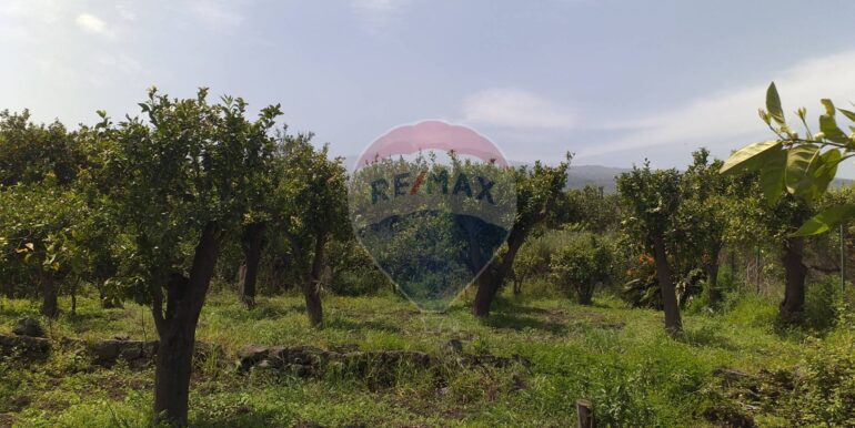 2025112883439-1004246-9