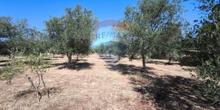 2025112884310-1004245-5