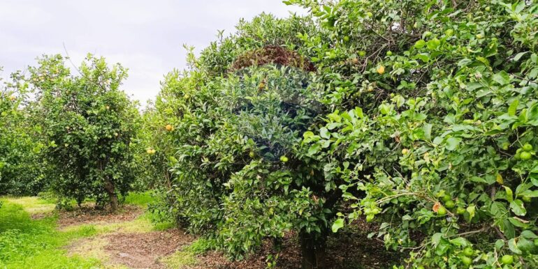 20251204165602-1006444-1