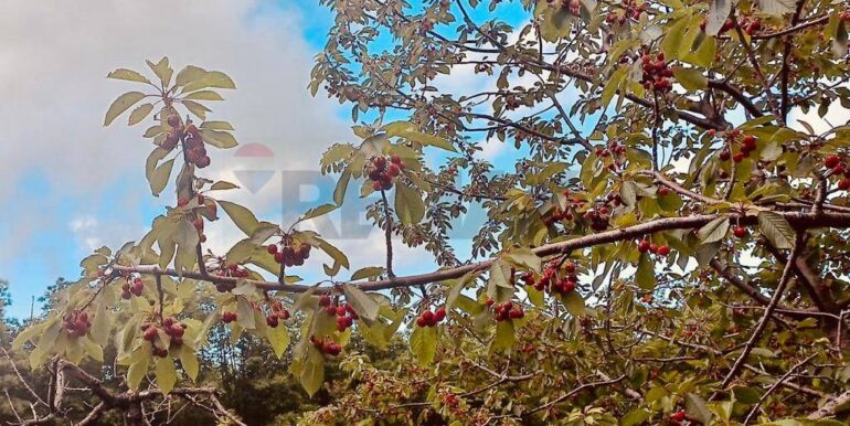 20230714131210-777586-1