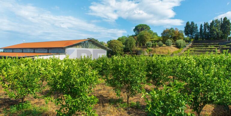 2024082785440-883515-13