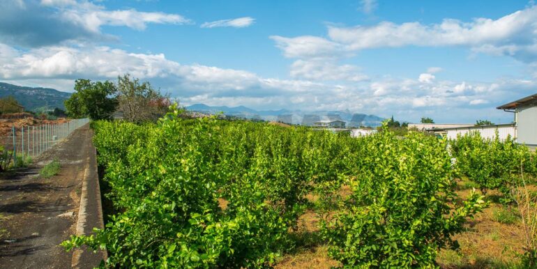 2024082785449-883515-15