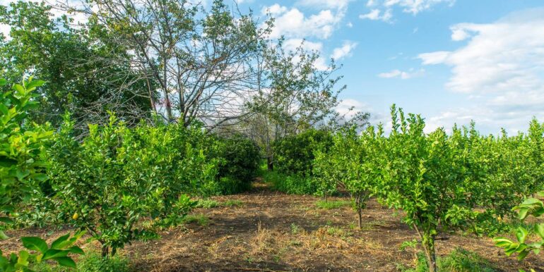 2024082785459-883515-17