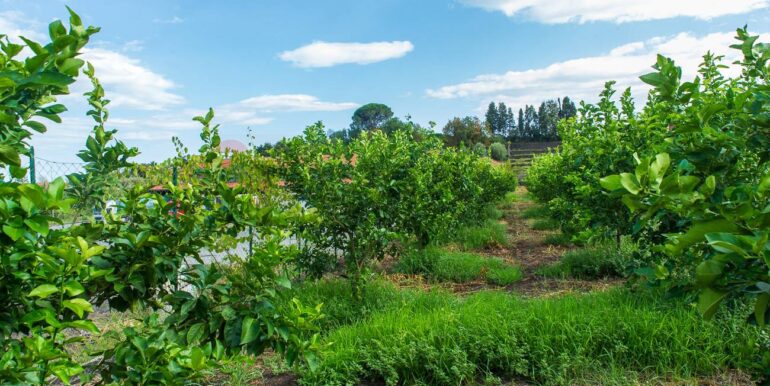 2024082785511-883515-20