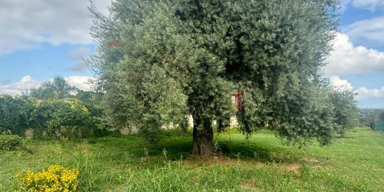 20241117203013-903643-4