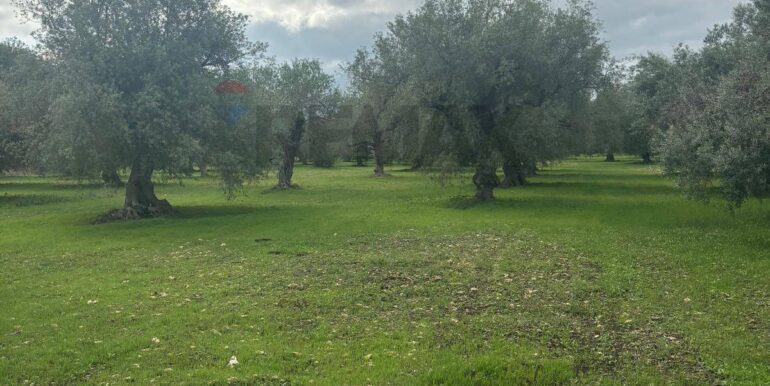 20241118115416-904412-20