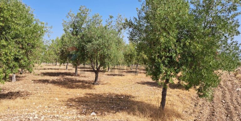 20241206113802-910057-4