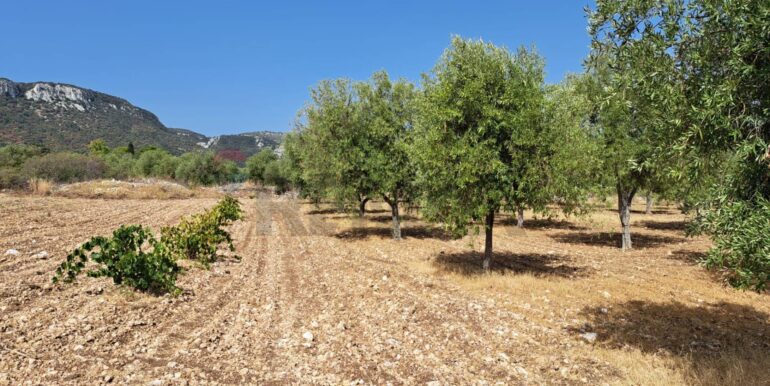 20241206113804-910057-5