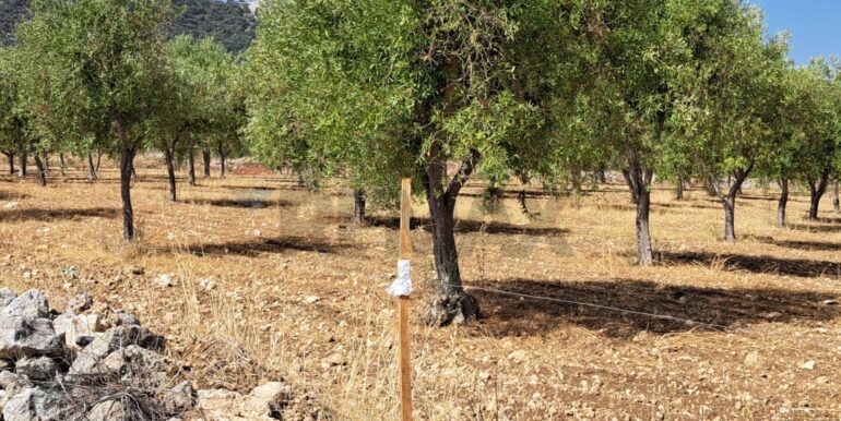 20241206113806-910057-6