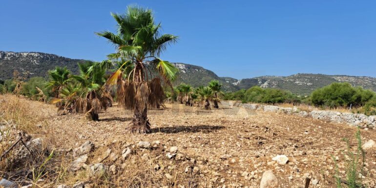 20241206113809-910057-8