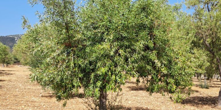 20241206113810-910057-9