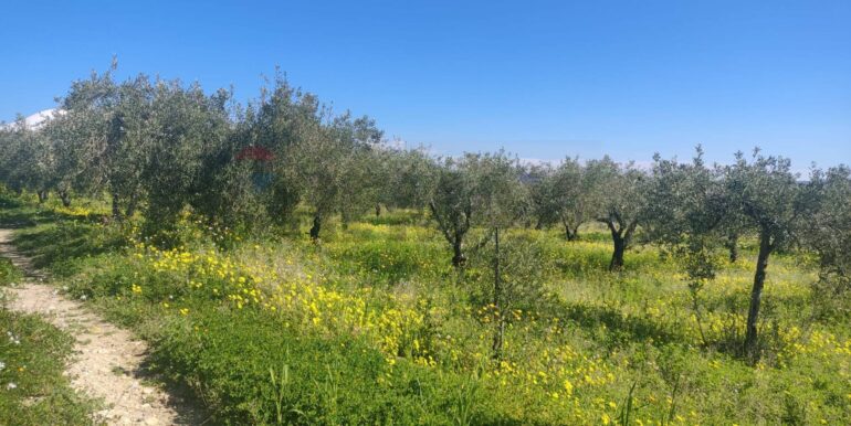 20250307150409-934464-9